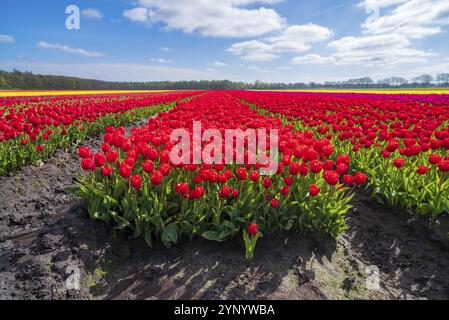 Belles rangées de tulipes florissantes de différentes couleurs aux pays-bas Banque D'Images