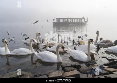 Cygnes sur la rive de la rivière Moldau par un matin d'hiver brumeux Banque D'Images