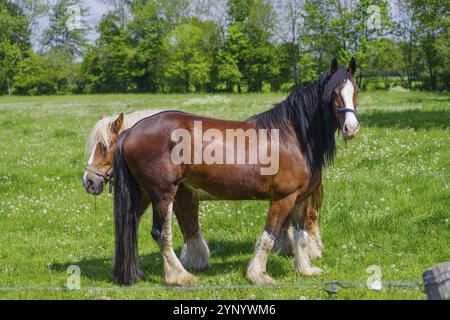Deux lourds chevaux de trait belges Banque D'Images