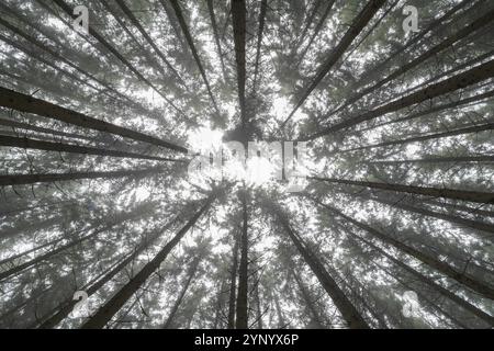 Vue sur la forêt de conifères avec brouillard près de Biberach Banque D'Images