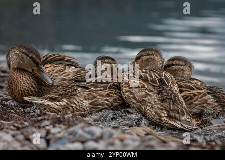 Les colverts dorment sur la rive d'un lac. Un colvert femelle avec des bébés canards -anas platyrhynchos. Nature faune colvert canard sur un sol. Gros plan sur les canards. Canard i. Banque D'Images