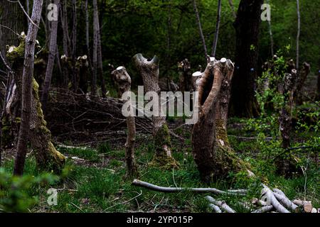Arbres à Hayley Wood, Great Gransden Banque D'Images