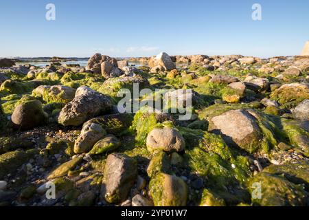 Vue basse sur une plage avec des rochers. mer calme, mousse et algues sur les pierres. Banque D'Images