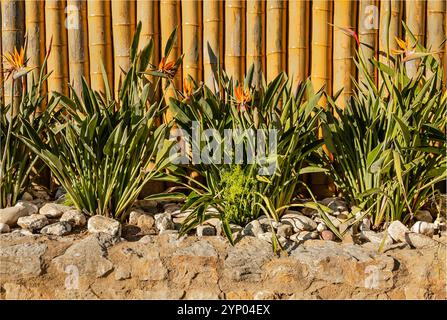 Cambrils, Tarragone, Espagne - 27 novembre 2024 -fleurs d'oiseau de paradis poussant dans un lit de fleurs en pierre Banque D'Images