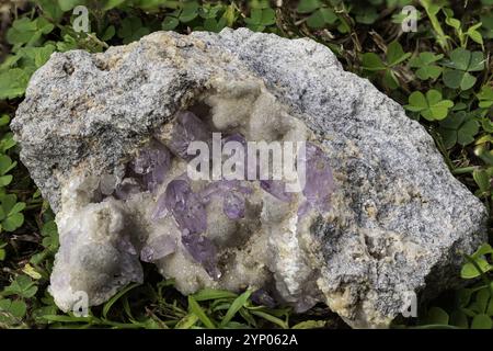 Cristaux de quartz naturels noyés dans la roche, trouvés dans un cadre verdoyant Banque D'Images