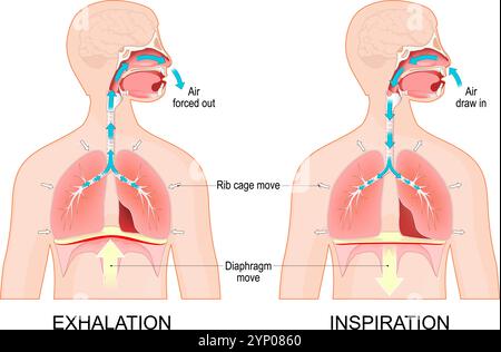 Respiration. Expiration et inspiration. Coupe transversale du corps humain avec poumons et diaphragme. Mouvement de la cage thoracique, des poumons et du diaphragme pendant l'inspiration A. Illustration de Vecteur