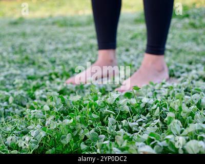 Une femme pieds nus se tient sur les clous sadha planche parmi l'herbe. Méditation de pratique spirituelle dans la nature. Gros plan Banque D'Images