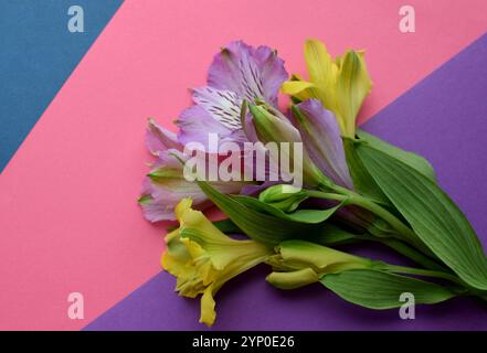 Bouquet de fleurs d'alstroemeria violettes et jaunes en feuilles vertes sur fond multicolore. Lys péruviens. Banque D'Images