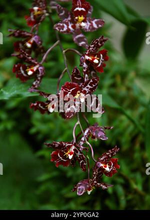 Orchidée rouge foncé, Odontioda Stirbic Red 'favorite', Orchidaceae. Odontioda Stirbic Red est une superbe orchidée hybride, connue pour ses fleurs rouges vibrantes. Banque D'Images