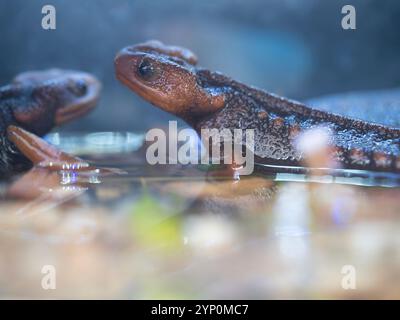 Salamandre Inthanon ou triton de l'Himalaya dans le parc national d'Inthanon à Chiang mai, Thaïlande. Banque D'Images