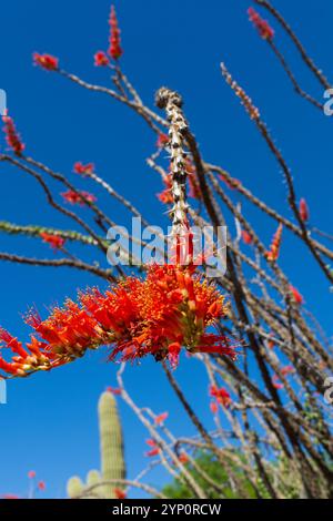 Un ocotillo (Fouquieria splendens) en pleine floraison avec des fleurs rouges vibrantes ornant ses longues branches épineuses. Face à un ciel bleu profond du désert, le i. Banque D'Images
