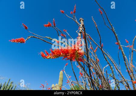 Un ocotillo (Fouquieria splendens) en pleine floraison avec des fleurs rouges vibrantes ornant ses longues branches épineuses. Face à un ciel bleu profond du désert, le i. Banque D'Images