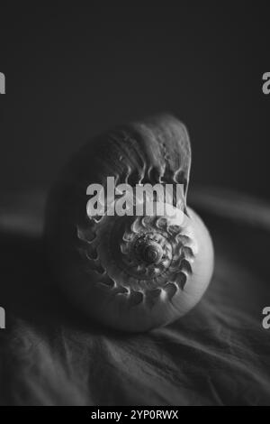 Une photographie en noir et blanc d'une coquille de nautilus chambrée Nautilus pompilius montre un beau motif en spirale. Banque D'Images