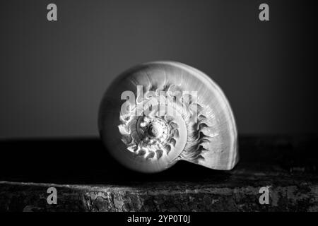 Une photographie en noir et blanc d'une coquille de nautilus chambrée Nautilus pompilius montre un beau motif en spirale. Banque D'Images