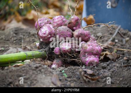 Gros plan sur des artichauts de Jérusalem rose vif fraîchement creusés dans un sol de jardin terreux, illustrant une récolte abondante de légumes-racines au cours de l'automne s. Banque D'Images