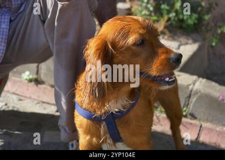 Un Golden Retriever Mix en profitant d'une journée remplie de plaisir dans les grands espaces Banque D'Images
