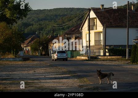 31.08.2024, Ukraine, Transcarpathie, Kvasovo - scène de rue avec chien et voiture dans le village dans l'ouest de l'Ukraine. 00A240831D149CAROEX.JPG [AUTORISATION DU MODÈLE Banque D'Images
