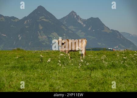 Vaches dans un champ de montagne. Vache aux alpes. Vache brune devant le paysage de montagne. Bétail sur un pâturage de montagne. Emplacement du village, Suisse. Vache à Banque D'Images