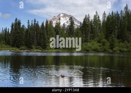 Un chien nageant dans Mirror Lake sur le Mont Hood dans l'Oregon. Banque D'Images