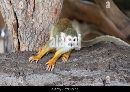 Singe écureuil équatorien Saimiri cassiquiarensis macrodon au jardin botanique de Guayaquil, Équateur Banque D'Images