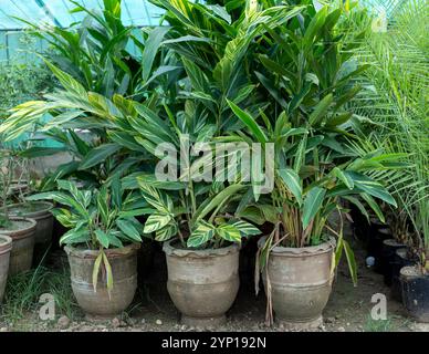 Alpinia zerumbet, plants de gingembre panachés dans de grands pots en argile Banque D'Images