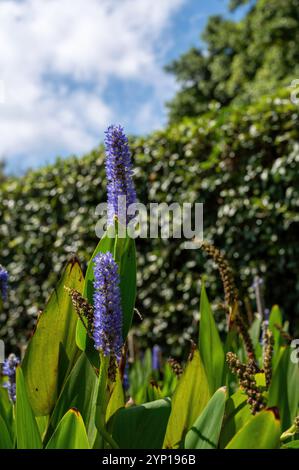 Parc Ramat Hanadiv, jardins commémoratifs du baron Edmond de Rothschild, Zichron Yaakov, Israël. Photo de haute qualité Banque D'Images