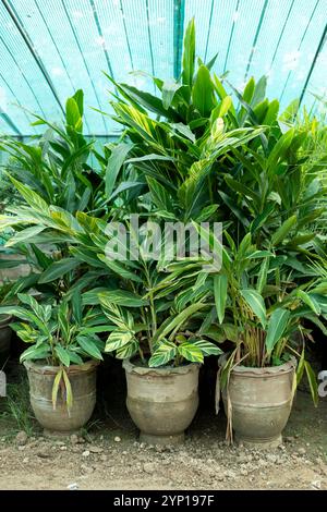 Gros plan des plantes Alpinia zerumbet en pots Banque D'Images