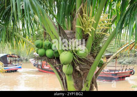 Cocotier riverain, Hoa Ninh, long Ho, Vinh long, Vietnam Banque D'Images