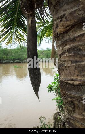 Cocotier riverain, Hoa Ninh, long Ho, Vinh long, Vietnam Banque D'Images