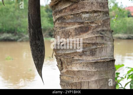 Cocotier riverain, Hoa Ninh, long Ho, Vinh long, Vietnam Banque D'Images