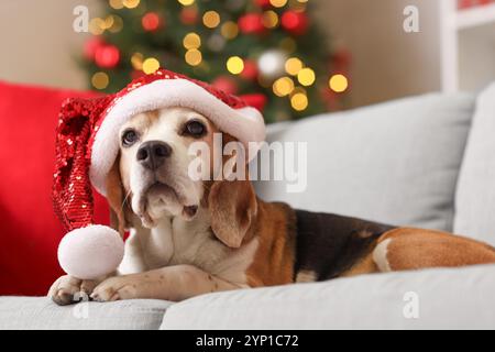 Chien beagle mignon dans le chapeau de Santa couché sur le canapé à la maison décoré pour Noël Banque D'Images