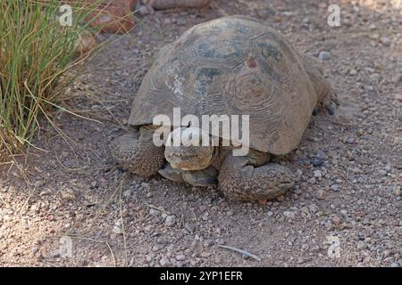 Une tortue du désert dans un environnement sablonneux, une espèce de tortue de la famille des Testudinidae Banque D'Images