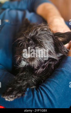 petit chien noir dormant et serrant dans les bras masculins. Photo de haute qualité Banque D'Images