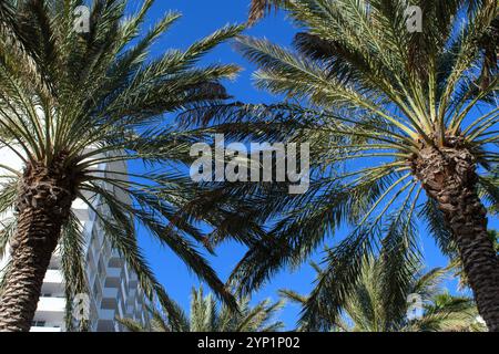 Miami Beach, États-Unis - 29 décembre 2017 : les palmiers se balancent contre un ciel bleu clair près d'un bâtiment moderne. Banque D'Images