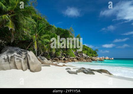 Palmiers et rochers de granit à Anse Georgette plage pittoresque sur l'île de Praslin, Seychelles Banque D'Images