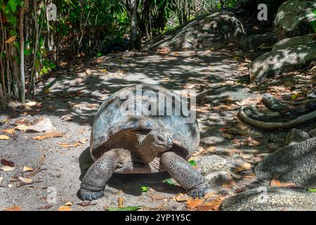 Tortue géante dans la forêt de l'île curieuse, Seychelles Banque D'Images