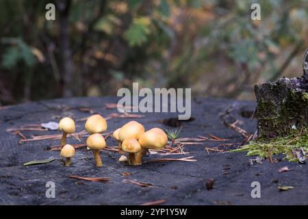 Un groupe de champignons orange poussant sur un tronc de tasse en automne. Hypholoma lateritium. Vue horizontale. Couleurs d'automne. . Banque D'Images