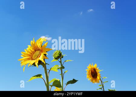 Tête de tournesol avec des graines et un ciel bleu à l'arrière-plan Banque D'Images
