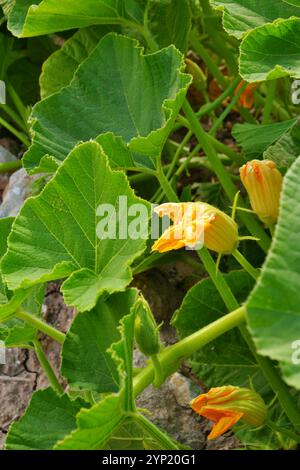 Plante de courgette sur le sol avec sa fleur jaune sur le sol dans une journée d'été ensoleillée en plein air Banque D'Images