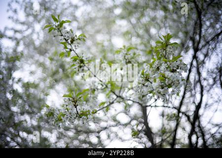 Fond flou de fleur de printemps. Belle scène de la nature avec arbre en fleurs avec bokeh Banque D'Images