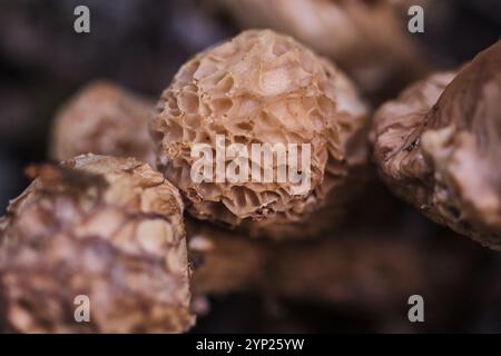 Macro de champignons morilles sauvages dans la nature. Flou et mise au point sélective Banque D'Images