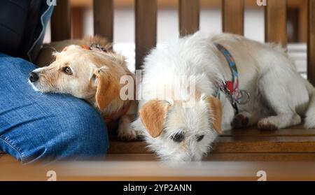 Deux chiens avec propriétaire sur un banc Banque D'Images