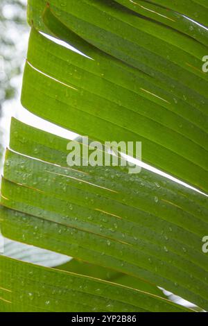 Fond de feuille de banane verte texture d'une plante tropicale Banque D'Images