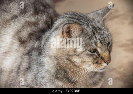 gros plan d'un chat tabby Banque D'Images