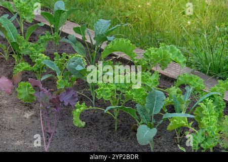 Culture de chou vert et salade de chou frisé dans le jardin cottage. Les semis de chou sont plantés dans le jardin du village. Journée ensoleillée. Banque D'Images