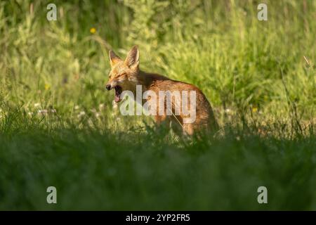 renard roux sauvage assis sur l'herbe Banque D'Images