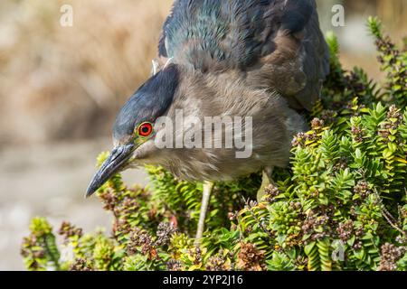 Héron nocturne adulte à couronne noire (Nycticorax nycticorax falklandicus) sur l'île Carcass dans les îles Falkland, Amérique du Sud Banque D'Images