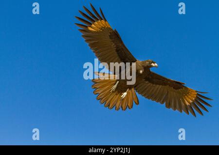 Caracara strié (Phalcoboenus australis) en vol sur l'île Carcass dans les îles Falkland, océan Atlantique Sud, Amérique du Sud Banque D'Images