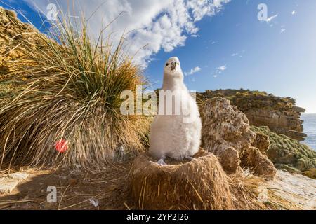 Poussin d'albatros à sourcils noirs (Thalassarche melanophrys) sur le nid au site de nidification de New Island, Malouines, Amérique du Sud Banque D'Images