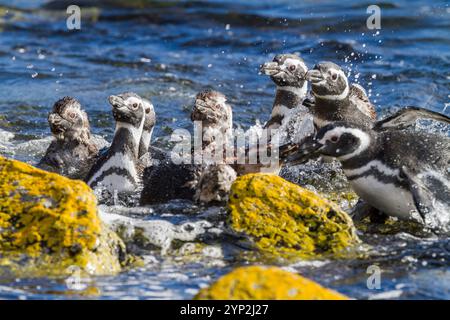 Manchots magellaniques adultes (Spheniscus magellanicus) au site de reproduction et de mue sur l'île Carcass, îles Falkland, Amérique du Sud Banque D'Images